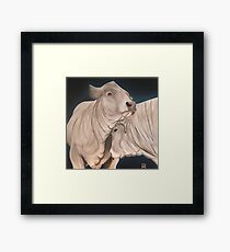 Bulls Framed Print