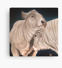 Bulls Canvas Print