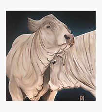 Bulls Photographic Print