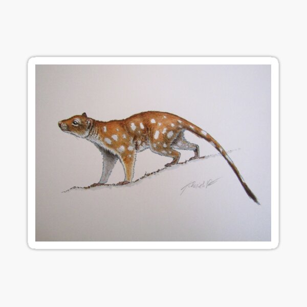 Quoll Sticker