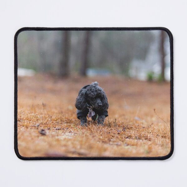 Item preview, Lap dog 2 designed and sold by KensLensDesigns.