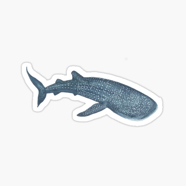 Artikel-Vorschau von Rhincodon typus alias Walhai, designt und verkauft von handealpaslan.