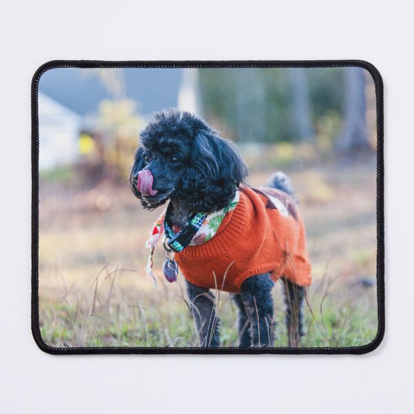 Item preview, Toy poodle in a Suburb Jungle designed and sold by KensLensDesigns.