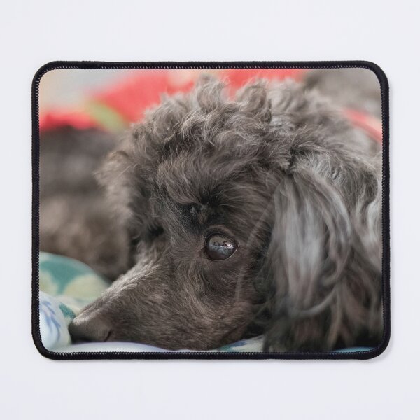 Item preview, Poodle Toy designed and sold by KensLensDesigns.