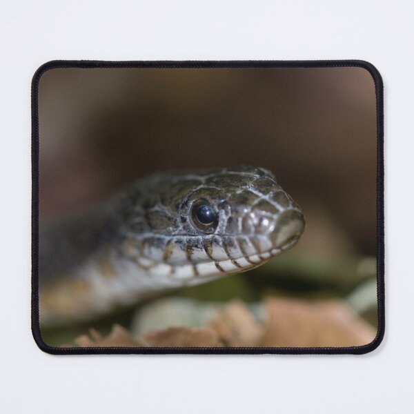 Item preview, A Snake Eye's View designed and sold by Michel (Mike) Soucy.