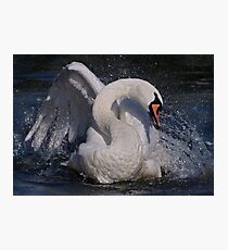 Swan Dance Photographic Print