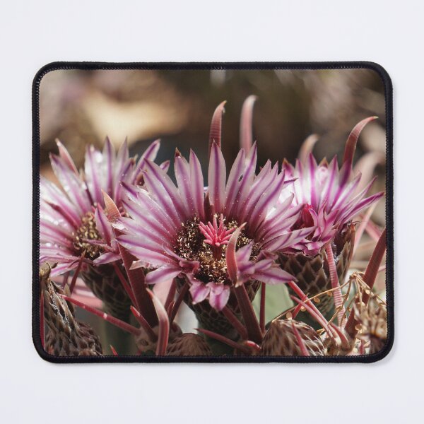 Item preview, Purple Cactus Blooms designed and sold by Hyladae's Art.
