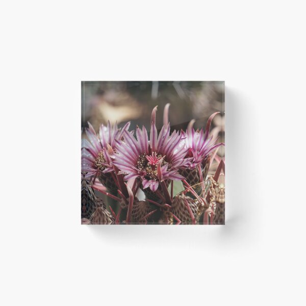 Item preview, Purple Cactus Blooms designed and sold by Hyladae's Art.