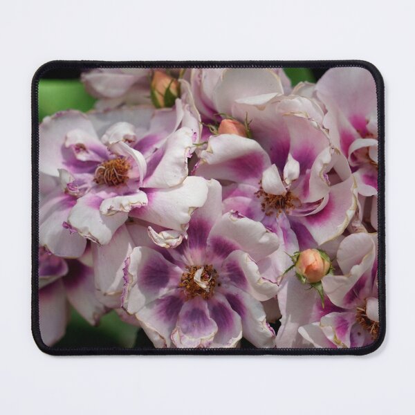 Item preview, Heirloom Roses designed and sold by Hyladae's Art.