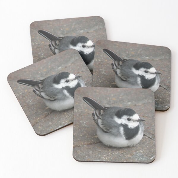 Item preview, Pied Wagtail on pavement Photograph designed and sold by naturegallery.