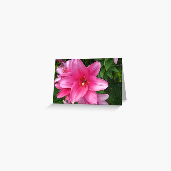 Summer surprise Greeting Card