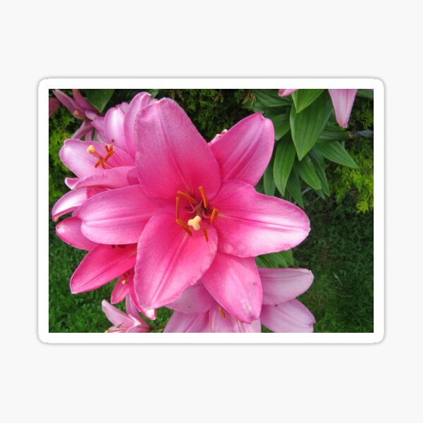 Summer surprise Sticker