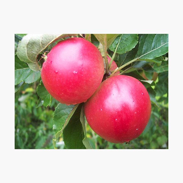 Somerset Apples Photographic Print
