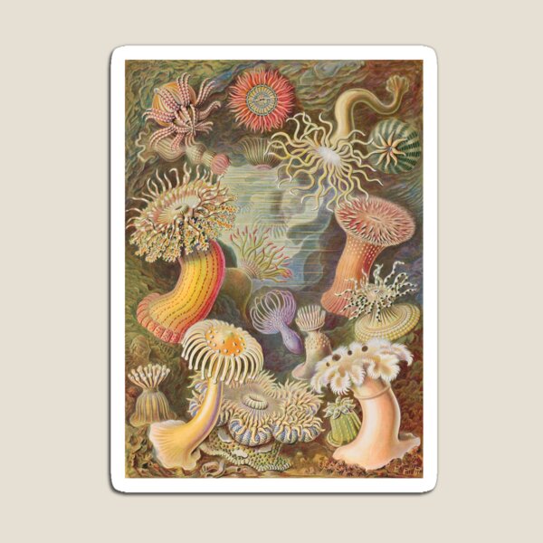 Item preview, Haeckel Actiniae designed and sold by linggalibrary.