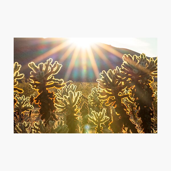 Item preview, Cholla Cactus Sun Flare Prism Sunset designed and sold by She Explores The USA.