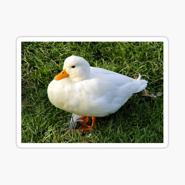 Aylesbury Duck Sticker