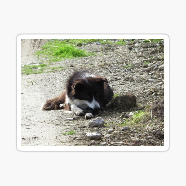 Farm dog Sticker
