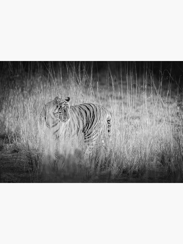 "Black & white bengal tiger" Poster for Sale by SICrosby | Redbubble