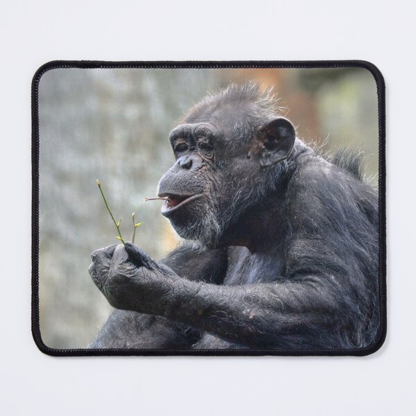 Item preview, Chimpanzee designed and sold by Savannah Gibbs.