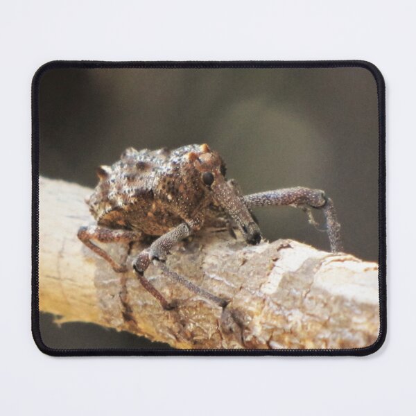 Item preview, Star Wars Beetle designed and sold by David Peake.