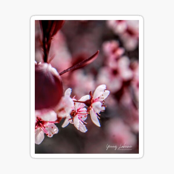 CEREZOS EN FLOR BY YANNIS LOBAINA Sticker