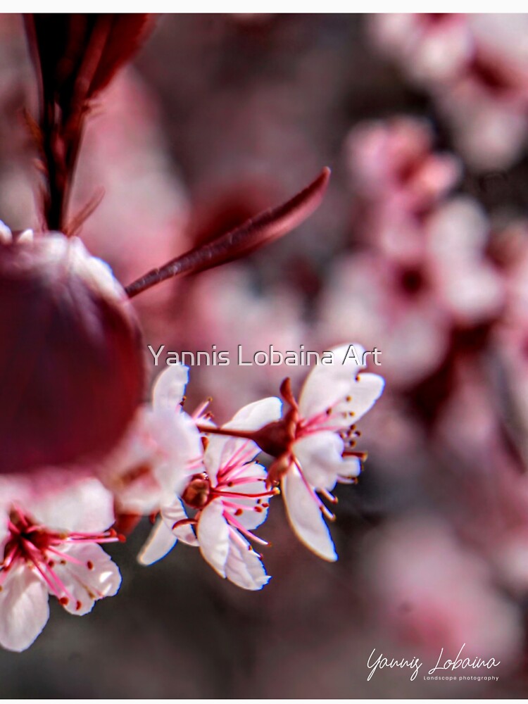 CEREZOS EN FLOR BY YANNIS LOBAINA by lobaina1979