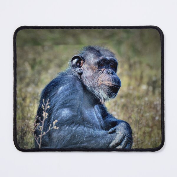 Item preview, Chimp designed and sold by Savannah Gibbs.