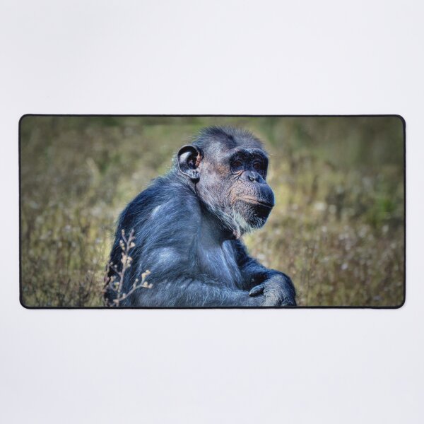 Item preview, Chimp designed and sold by Savannah Gibbs.