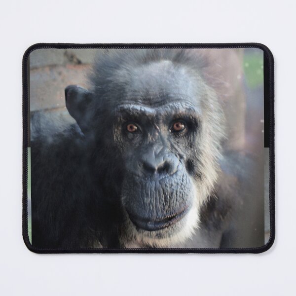 Item preview, Chimpanzee  designed and sold by Savannah Gibbs.