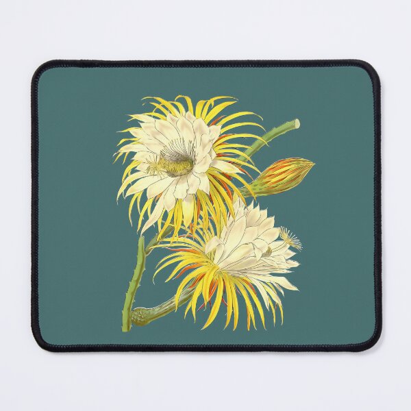 Item preview, Vintage Illustration of Night Flowering Cereus from 1853 designed and sold by 18pm.