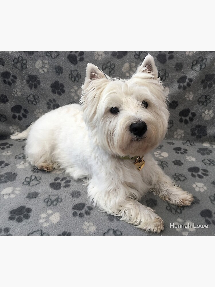 Westie by princess-pirate