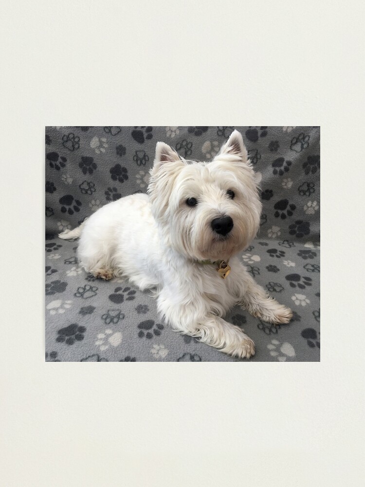 Alternate view of Westie Photographic Print