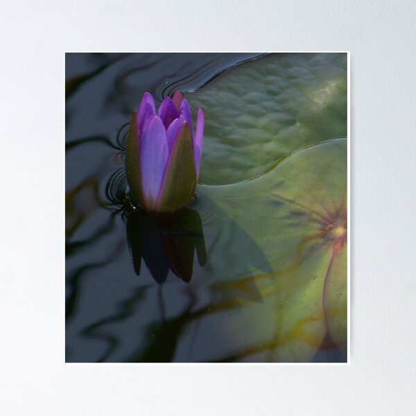 Item preview, New Lily designed and sold by Virginia N. Fred.