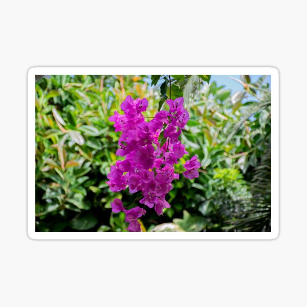 Item preview, Bougainvillea Tenerife Landscape Photography designed and sold by Inspirely.