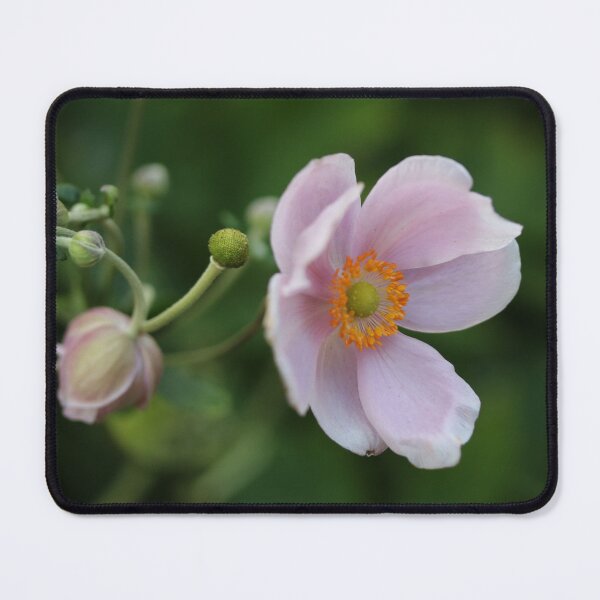 Item preview, Pink Anemone designed and sold by Emmaline Jones.
