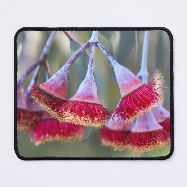 Item preview, Eucalyptus flower cluster designed and sold by Jennene Cathcart.