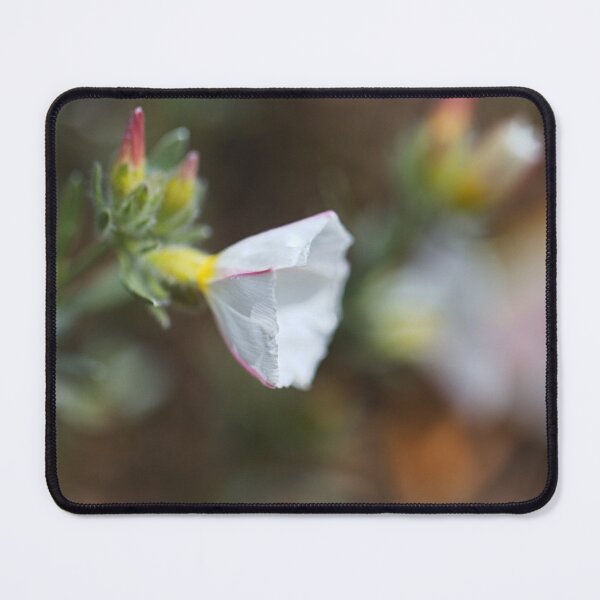 Item preview, Morning Glory Soft White Flower designed and sold by Joy Watson - Natural Light Photography .