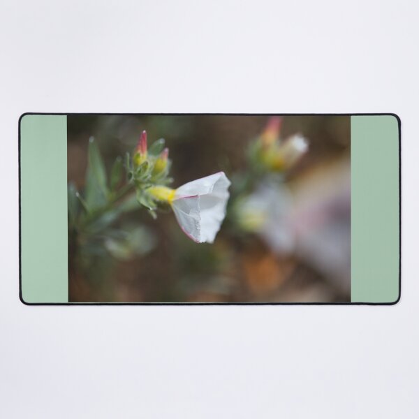 Item preview, Morning Glory Soft White Flower designed and sold by Joy Watson - Natural Light Photography .