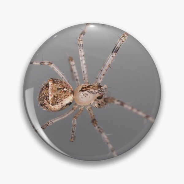 Item preview, Mimetus eutypus spider designed and sold by SDym Photography.