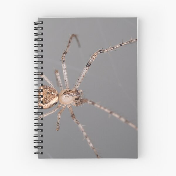 Item preview, Mimetus eutypus spider designed and sold by SDym Photography.