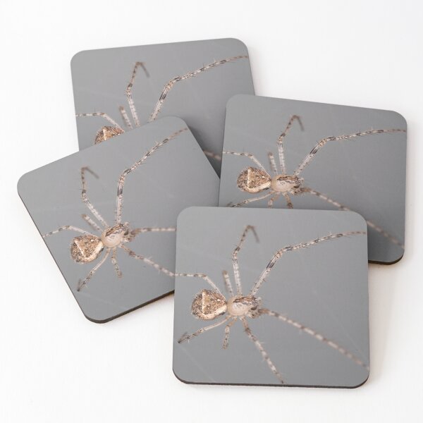 Item preview, Mimetus eutypus spider designed and sold by SDym Photography.