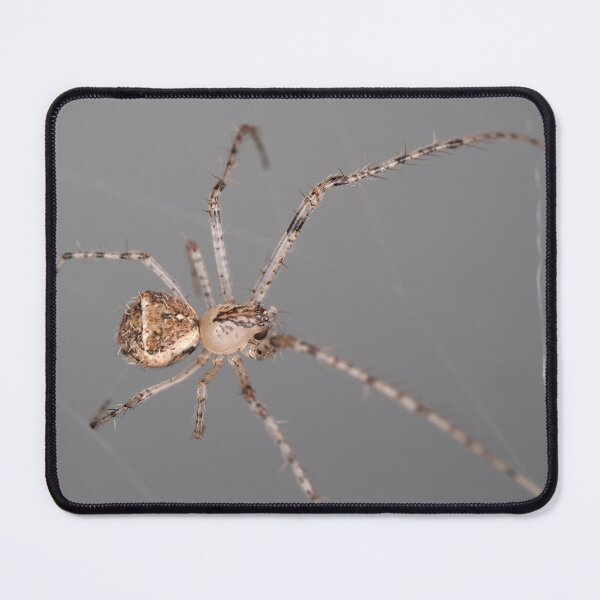 Item preview, Mimetus eutypus spider designed and sold by SDym Photography.