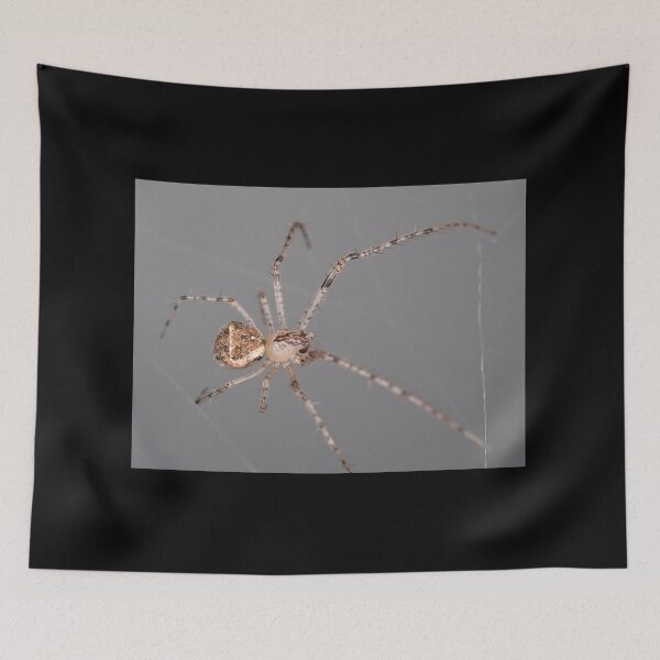 Item preview, Mimetus eutypus spider designed and sold by SDym Photography.