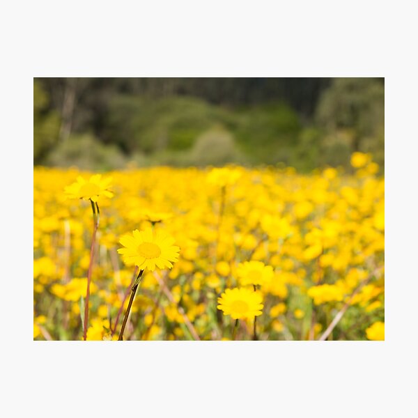 Yellow daisies Lámina fotográfica