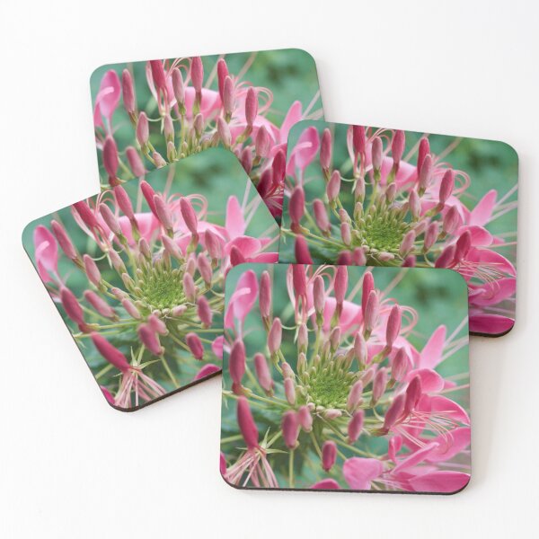Item preview, Spider flower, closeup designed and sold by tantimothy.
