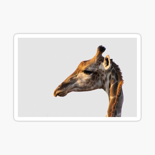 Giraffe Sticker