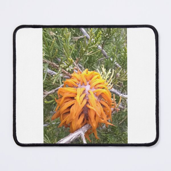 Item preview, Cedar apple rust fungus #1 designed and sold by Deathplant.