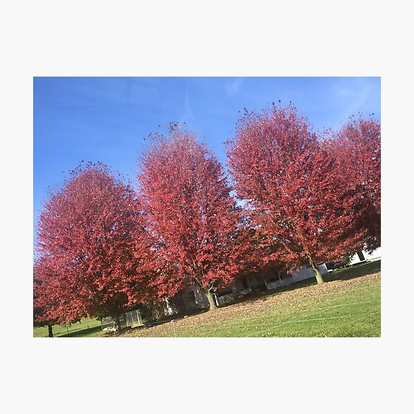 Item preview, Fall Trees in PA designed and sold by capachic06.
