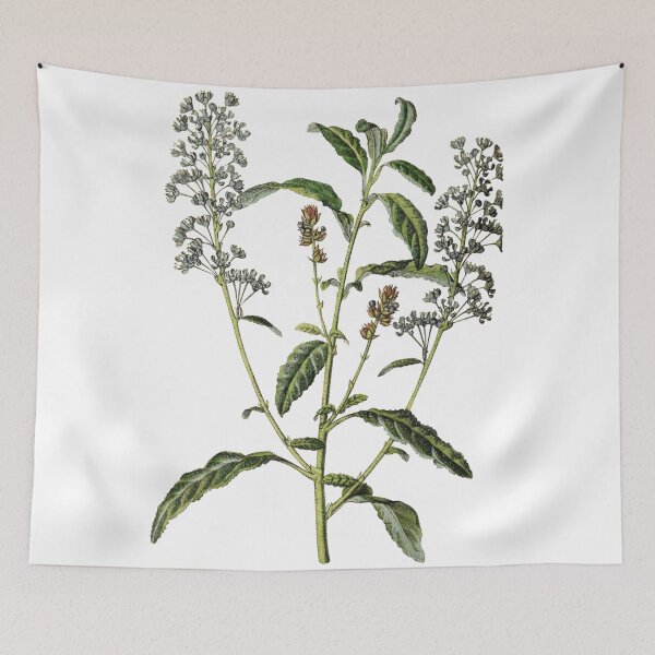 Item preview, Ceanothus Papillosus designed and sold by ptMaker.