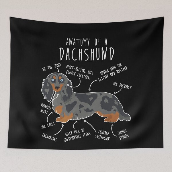Item preview, Blue Dapple Longhaired Dachshund Dog Anatomy designed and sold by Clara Hollins.